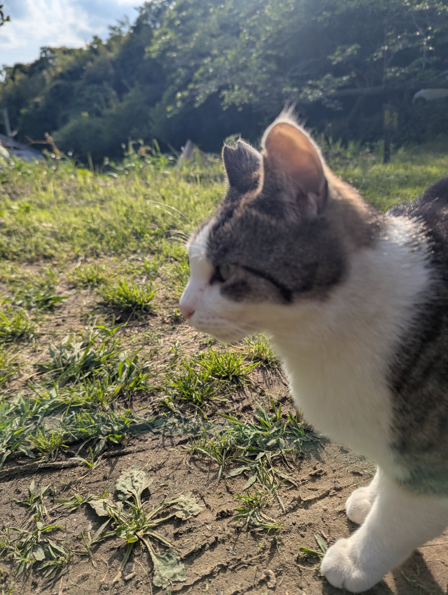 グレー白の猫