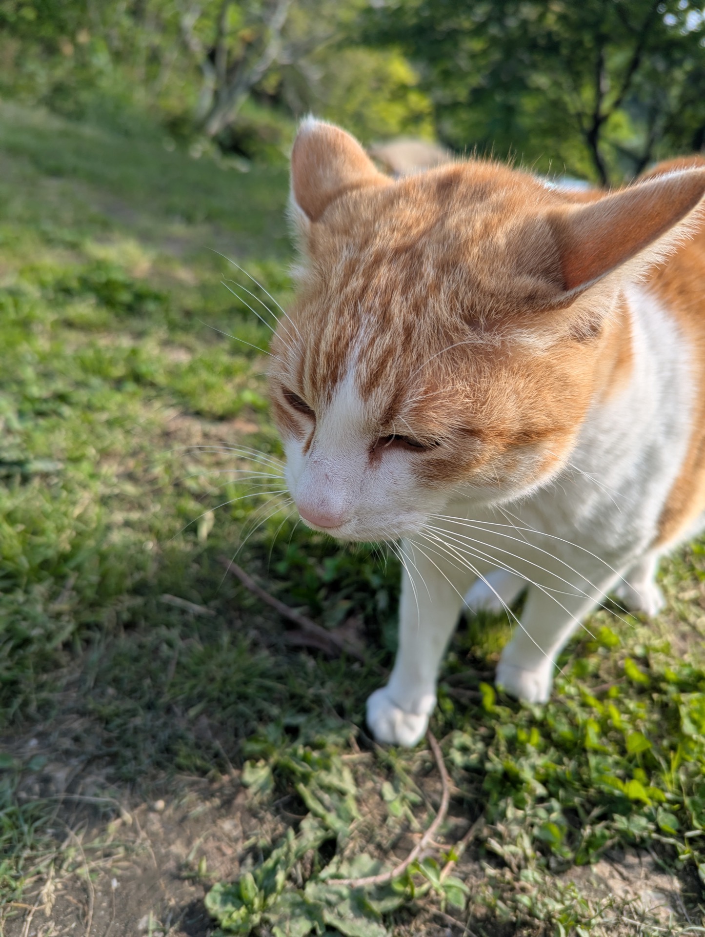 茶白猫のアップ