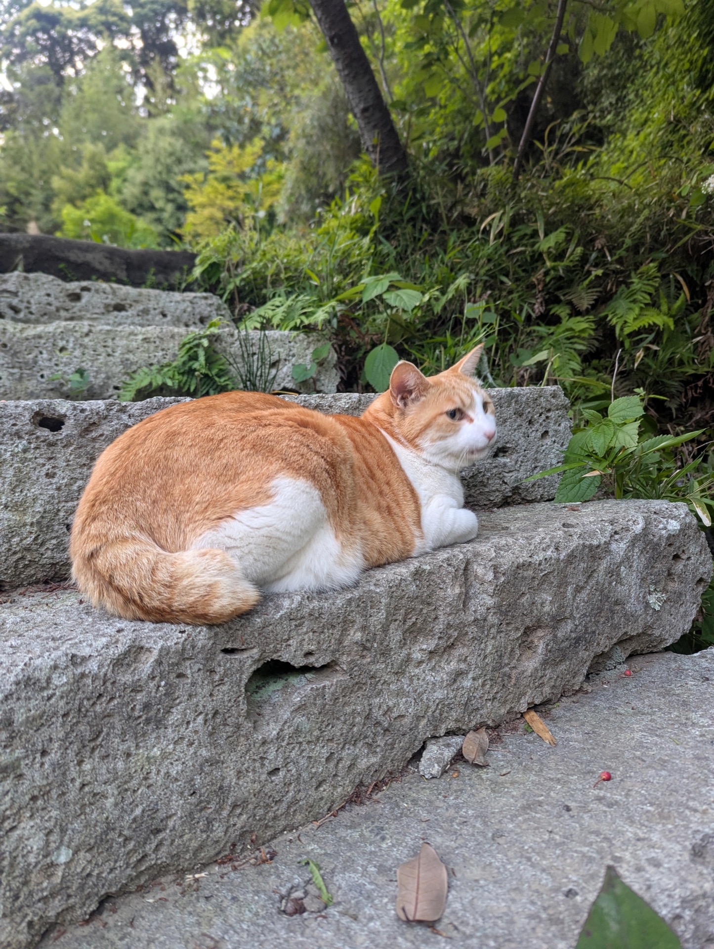 石段でくつろぐ猫