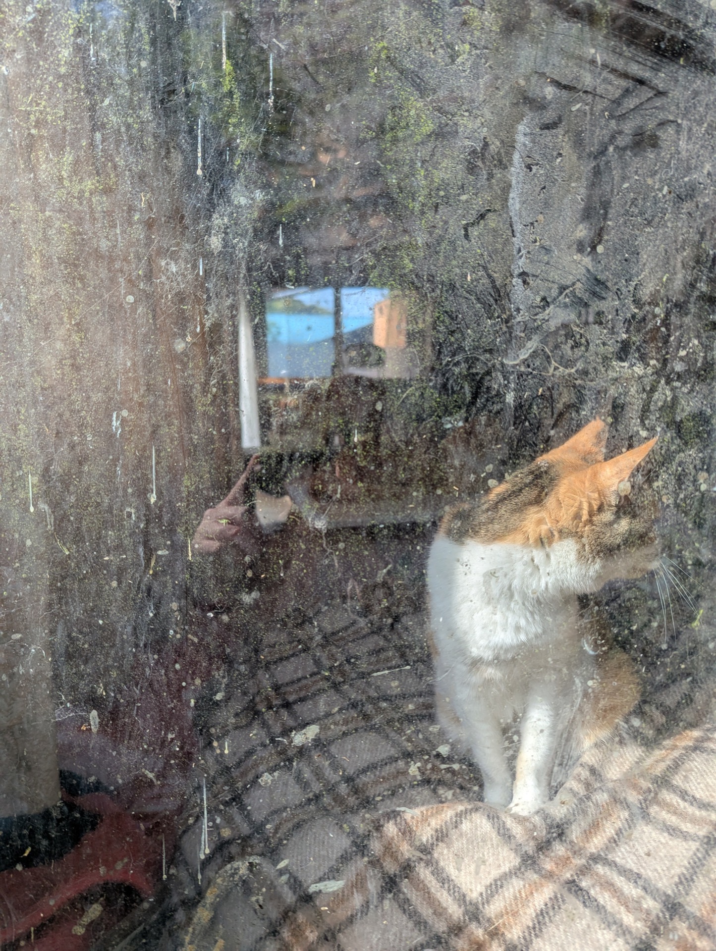 窓ガラス越しに見る猫