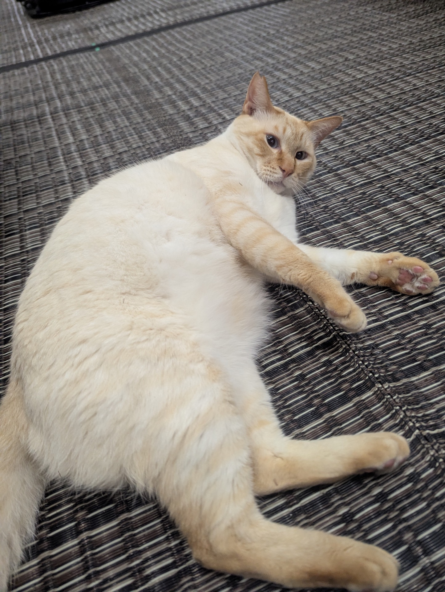 ソファの下でくつろぐクリーム猫