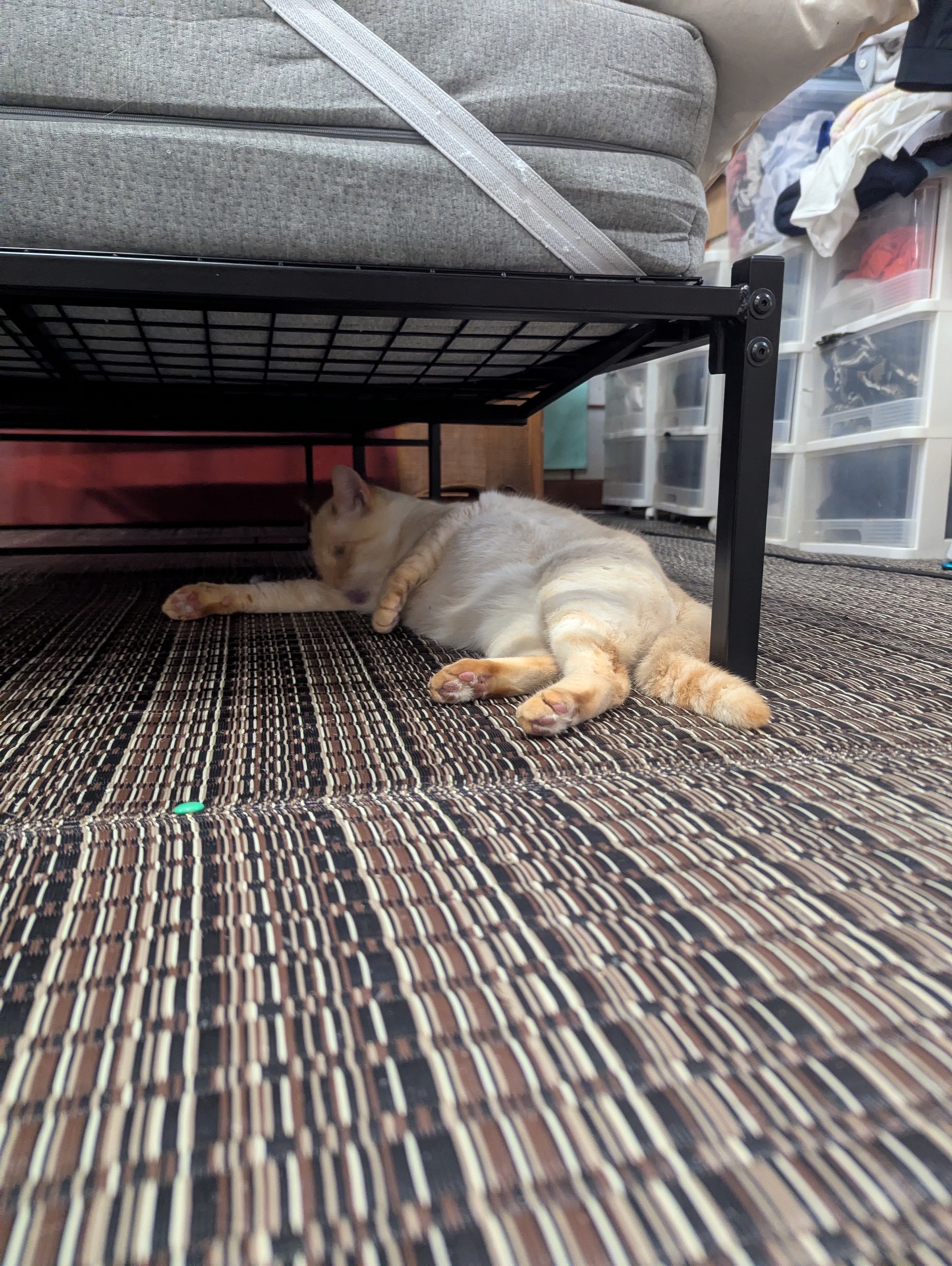 ソファ下に潜り込む猫