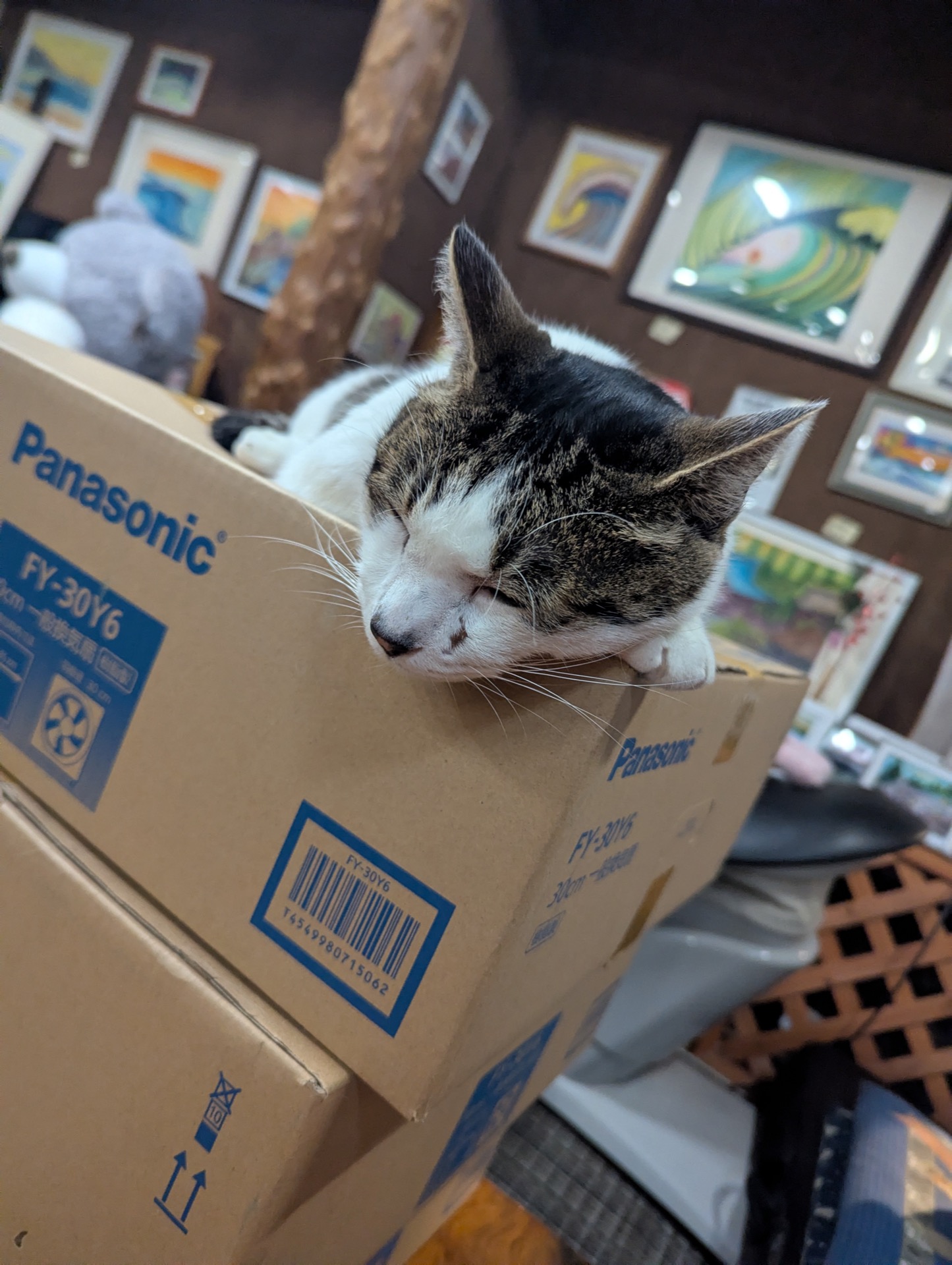 段ボールの上で眠るキジ白猫