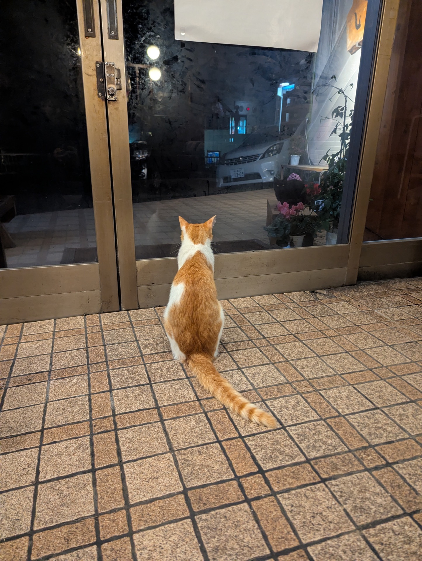 夜の玄関で外を見つめる茶白猫