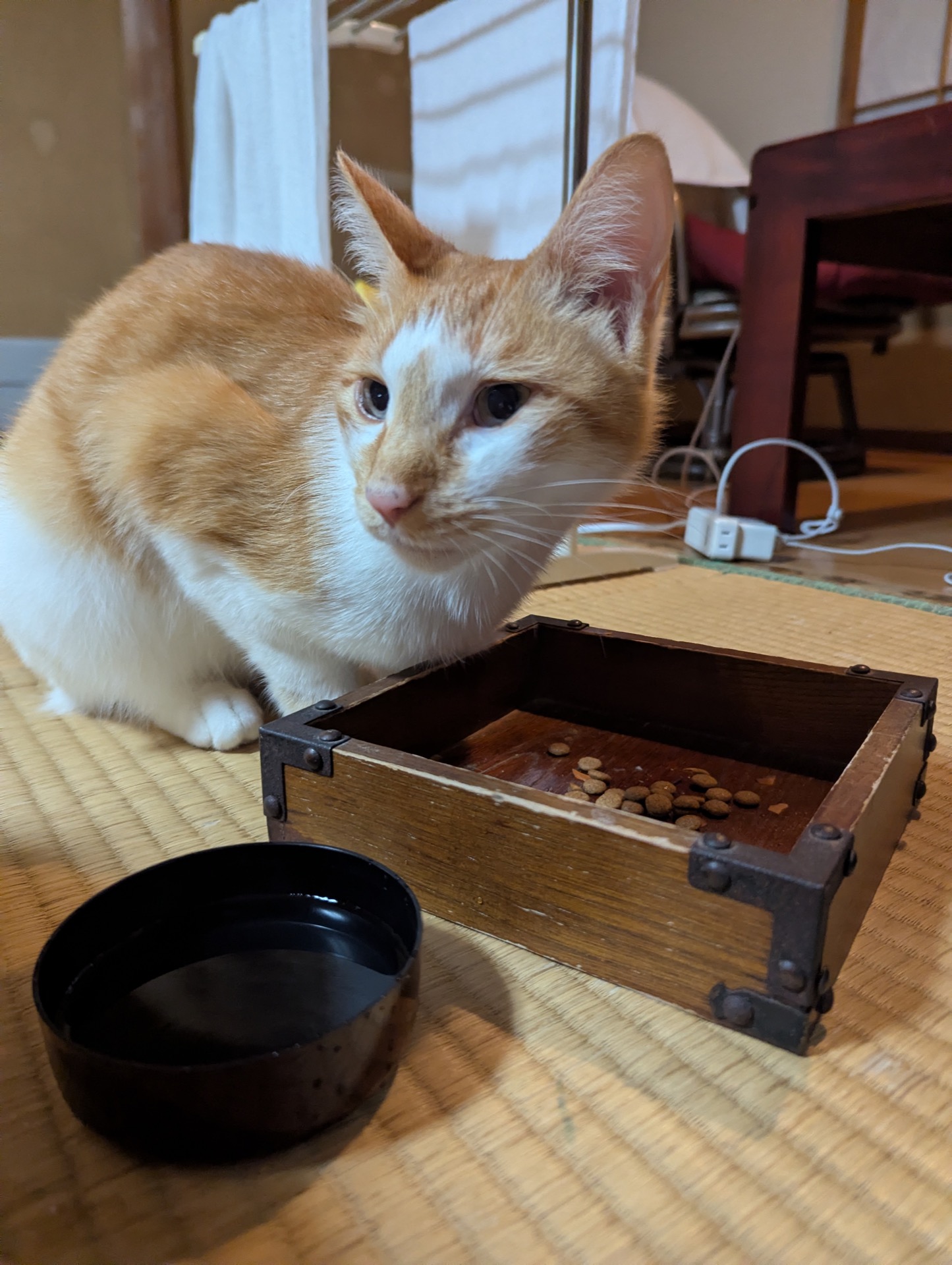 畳の部屋でカリカリを食べる茶白猫