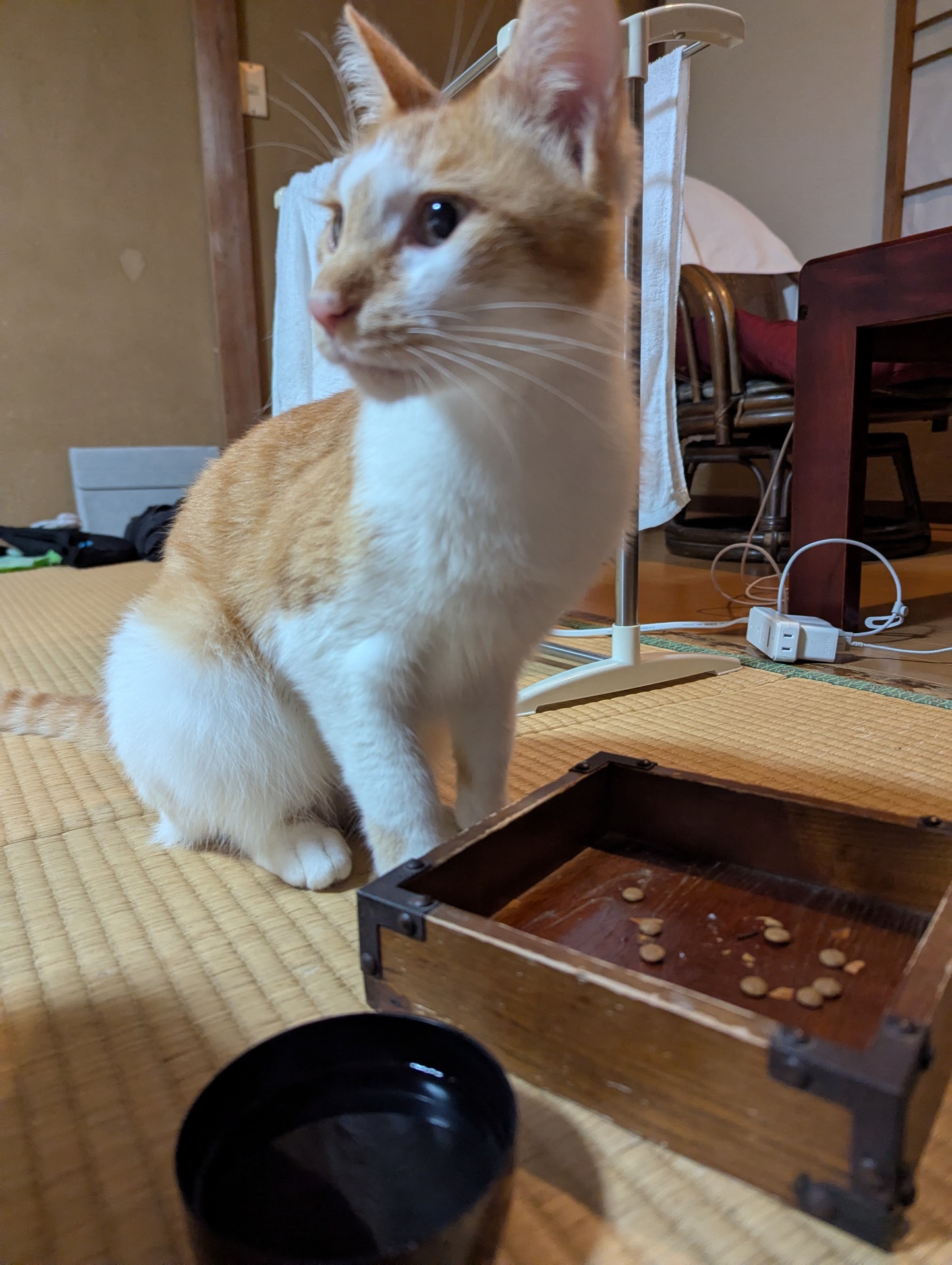 畳に座る茶白猫