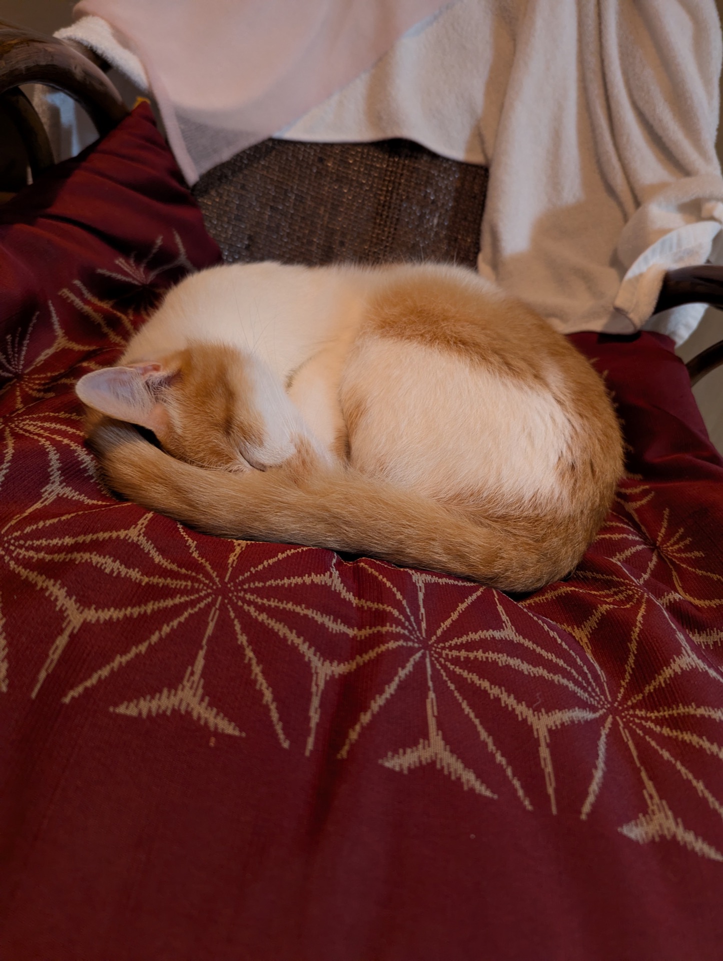 丸くなって眠る茶白猫