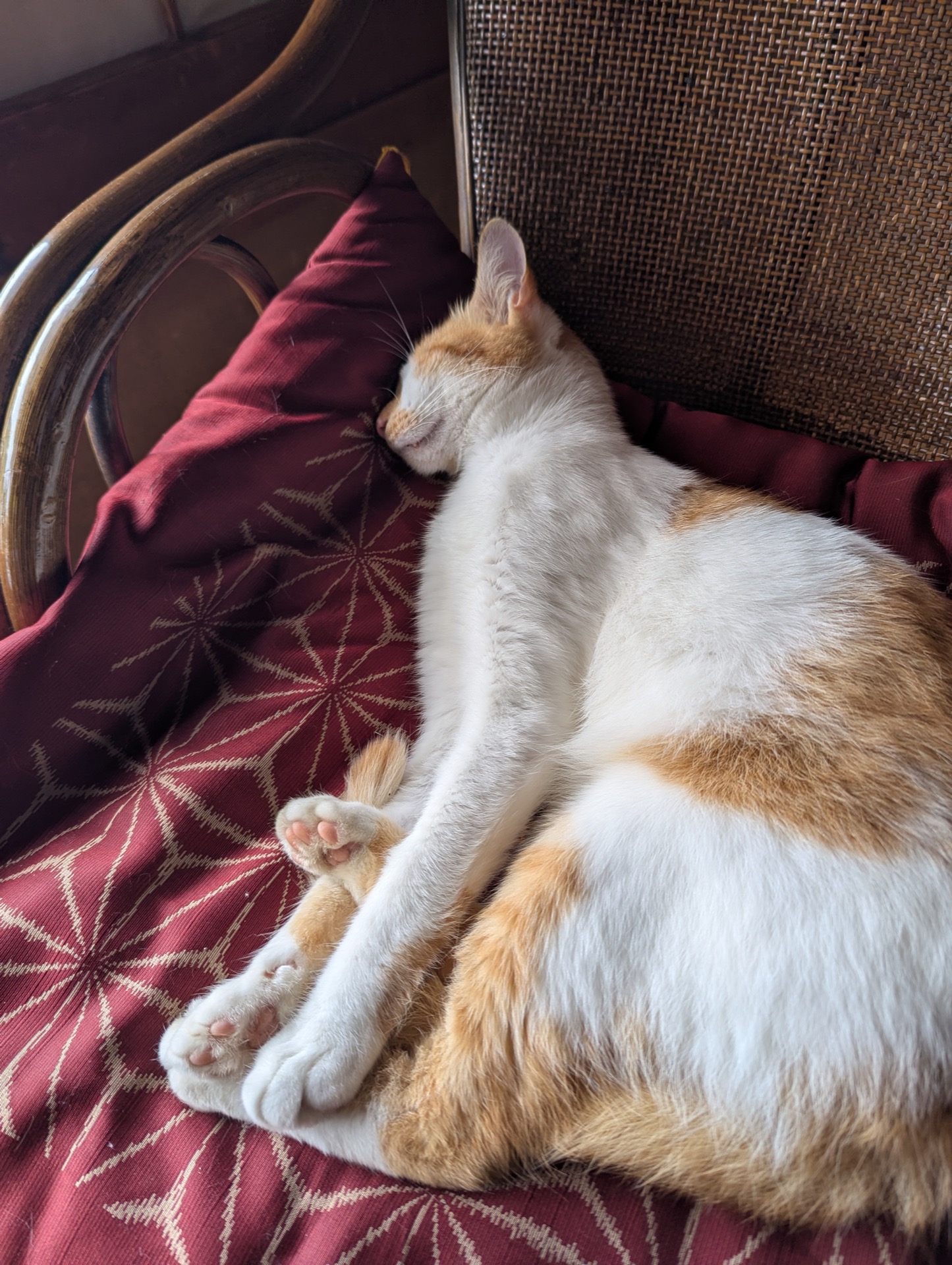 翌朝も椅子で眠る茶白猫