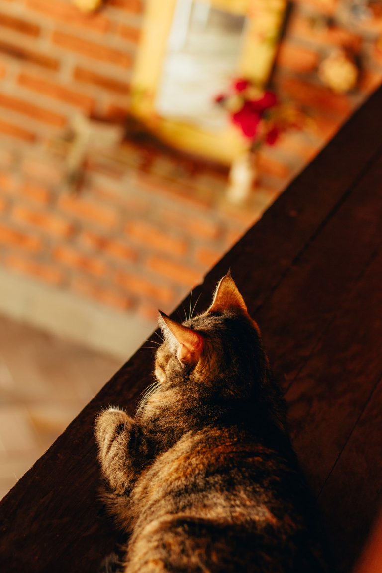旭川の猫宿を紹介する猫のイメージ
