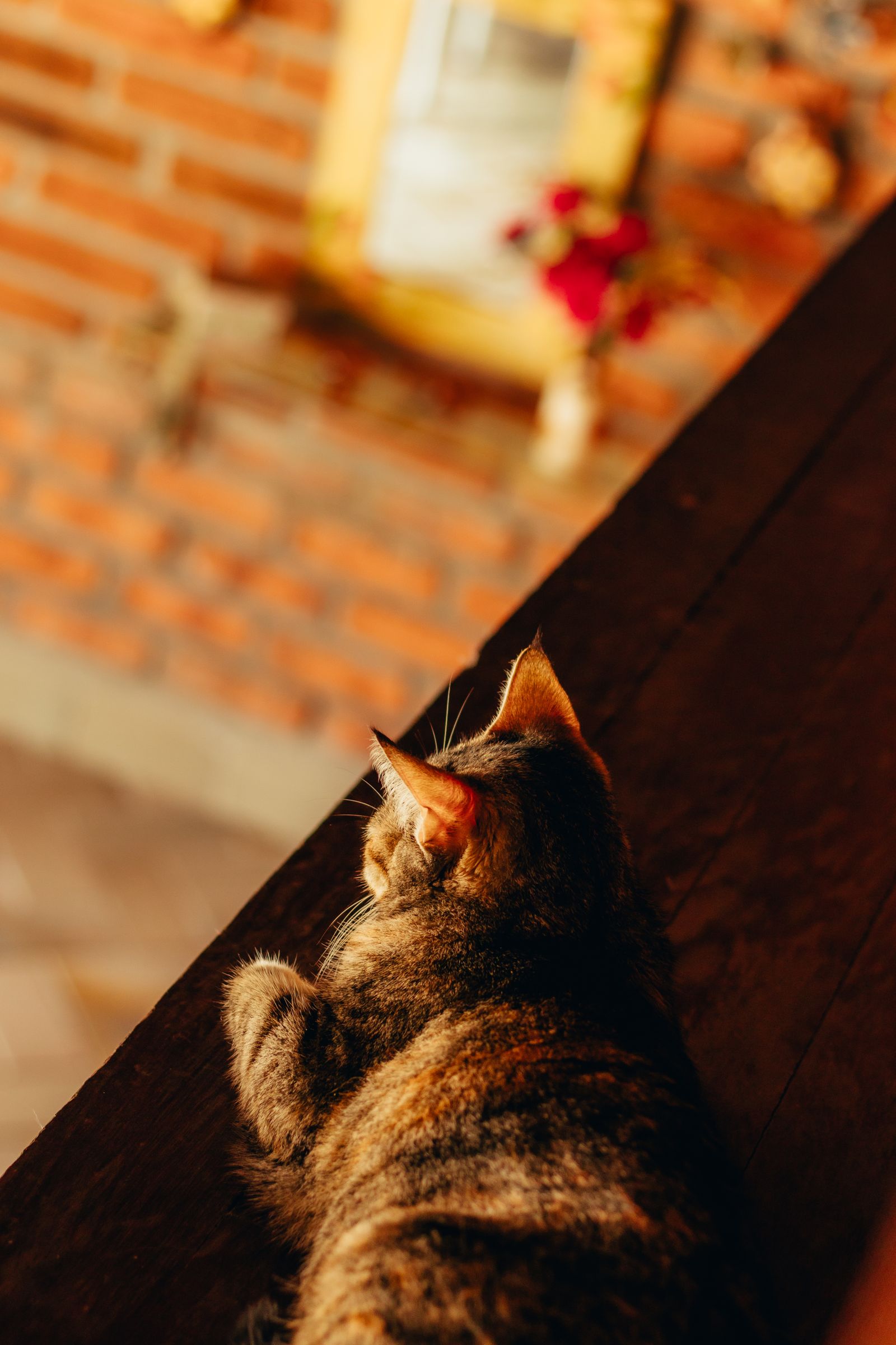 木の台で休む猫のイメージ