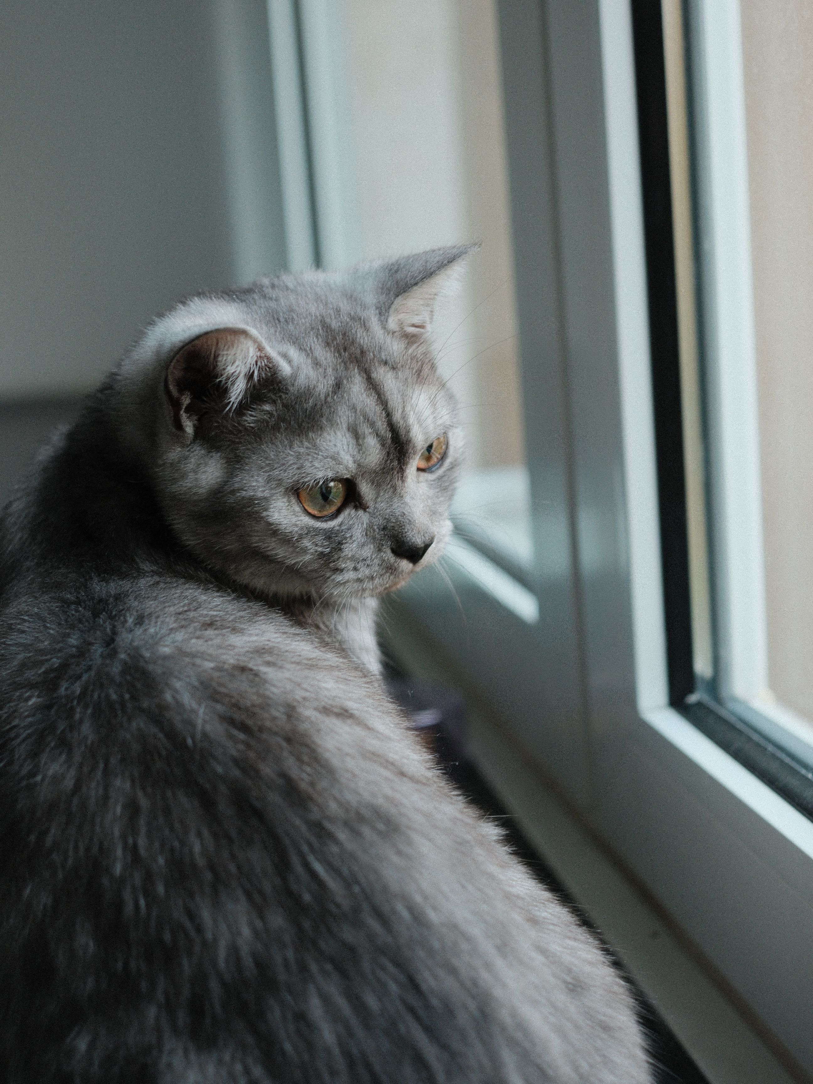 窓辺に座る灰色の猫のイメージ