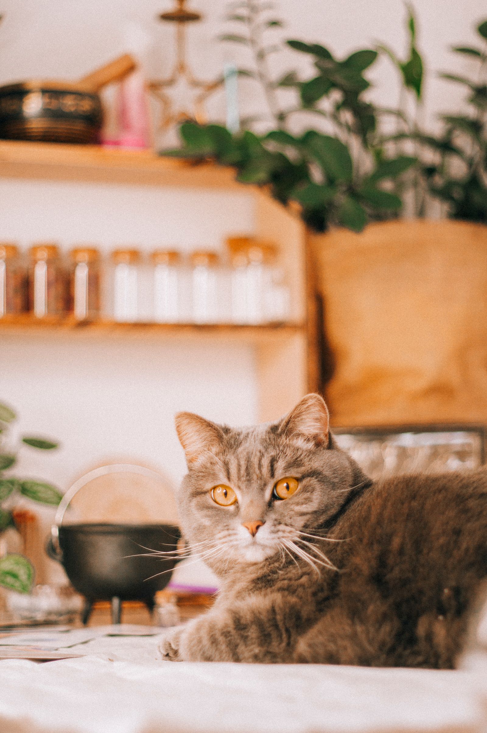部屋でくつろぐ猫のイメージ