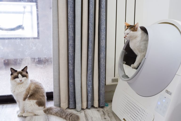 室内でくつろぐ2匹の猫のイメージ