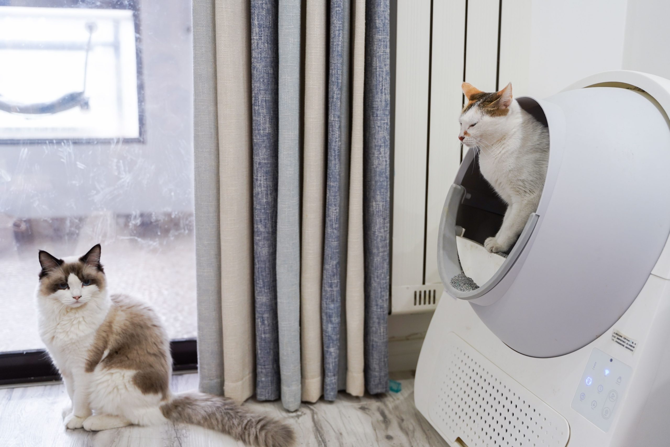 室内でくつろぐ2匹の猫のイメージ