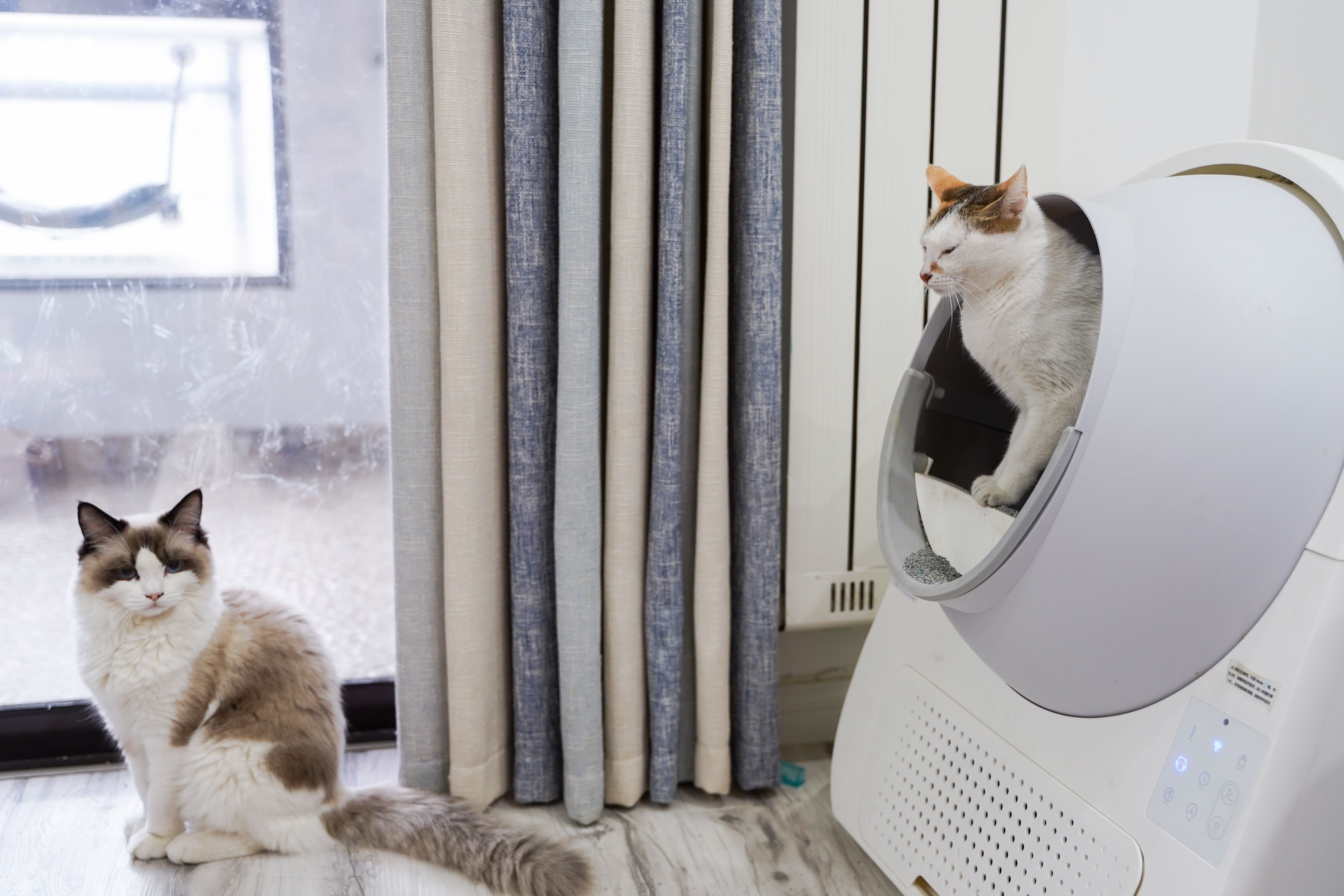 室内でくつろぐ2匹の猫のイメージ