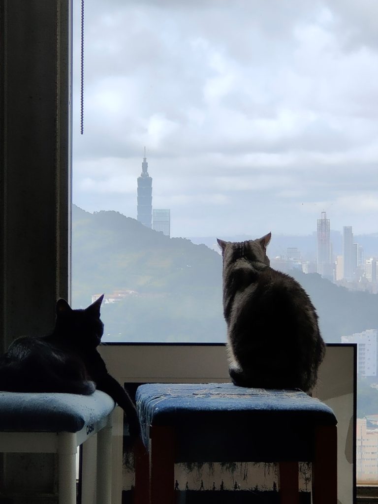 台北の景色を窓から見る猫のイメージ