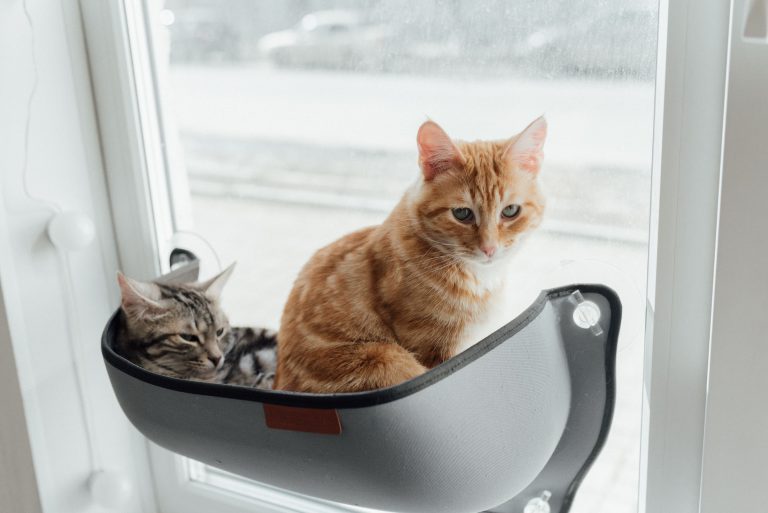 窓辺で並んで過ごす2匹の猫のイメージ