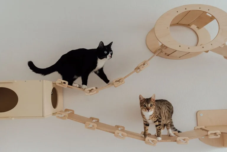 室内のキャットウォークで過ごす2匹の猫のイメージ