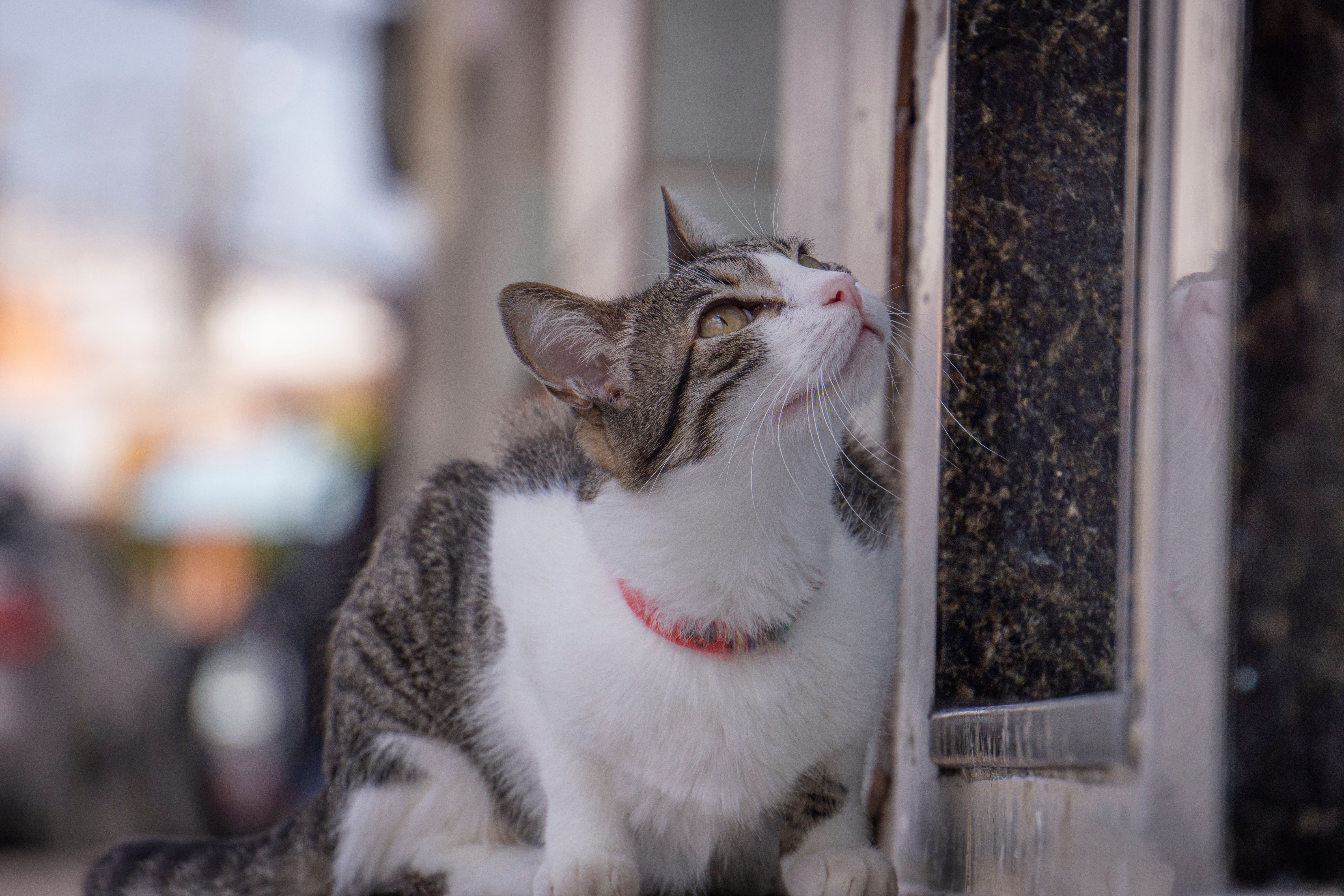 室内の窓辺にいる猫のイメージ