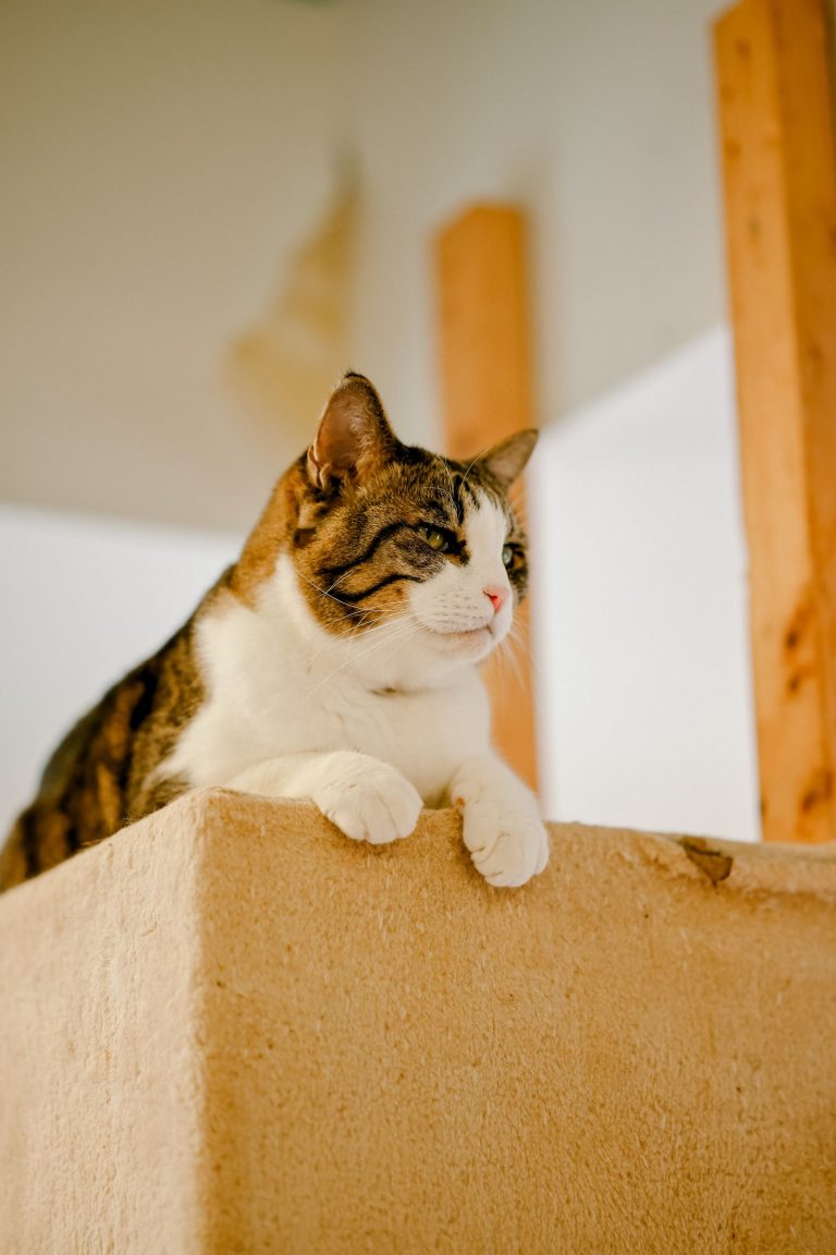 猫カフェ併設宿を紹介する猫のイメージ