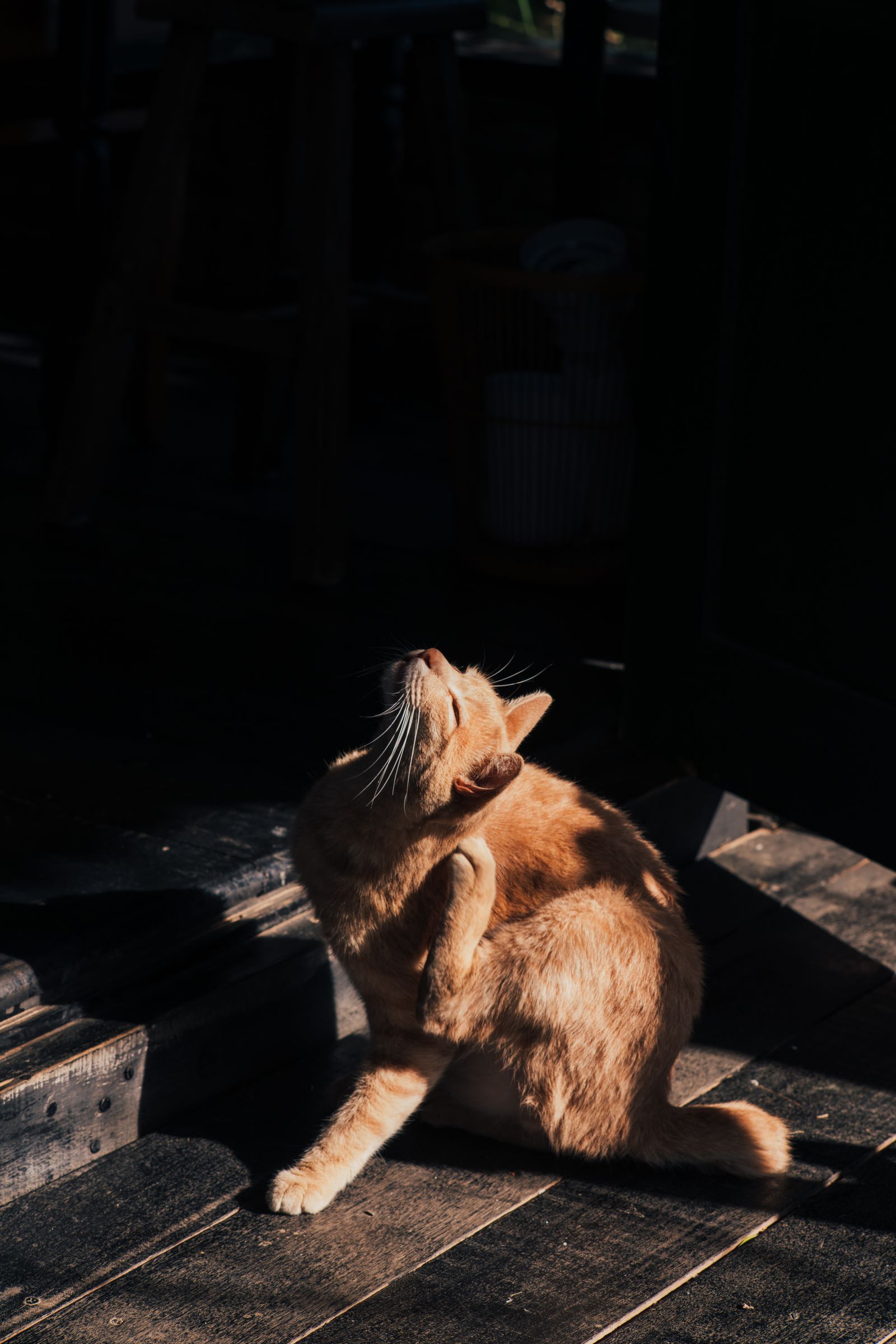 木の床でくつろぐ猫のイメージ