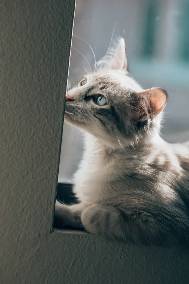ゲストハウスの窓辺にいる猫のイメージ
