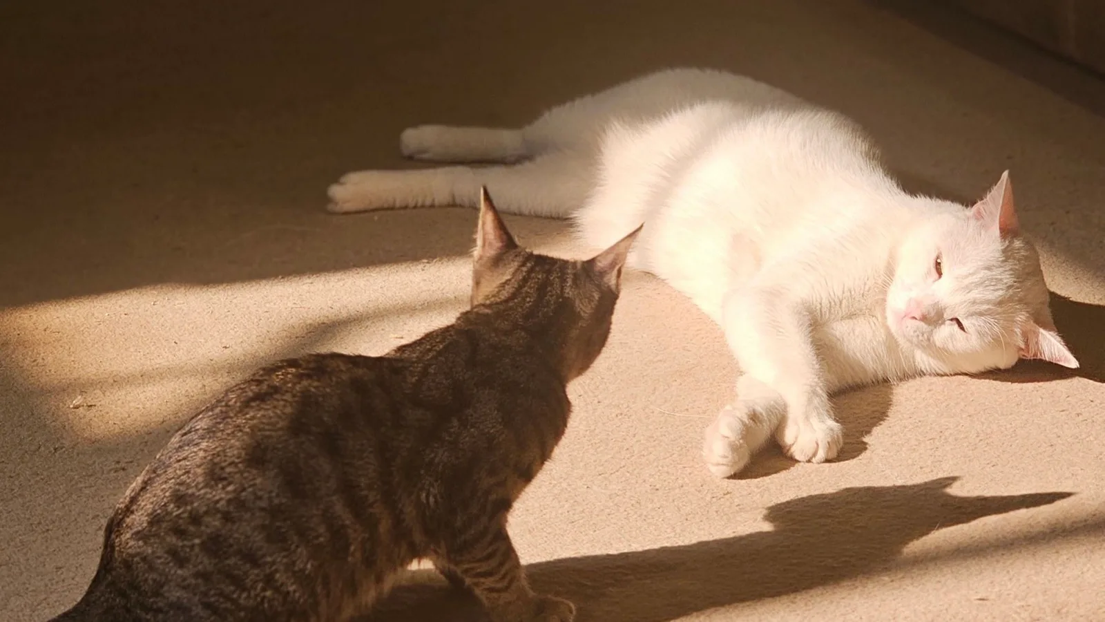 日差しの入る室内で過ごす2匹の猫のイメージ