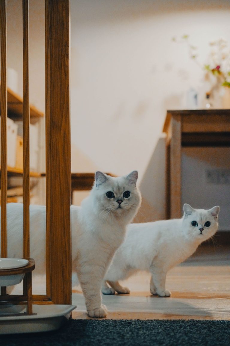 居間を歩く2匹の猫のイメージ
