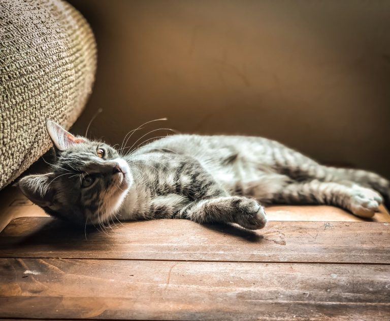 奥会津の猫宿を紹介する猫のイメージ