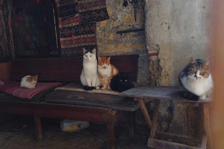 室内のベンチで休む猫たちのイメージ