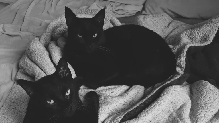 ベッドの上で一緒に休む2匹の黒猫のイメージ