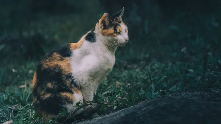 屋外の草地で座る三毛猫のイメージ
