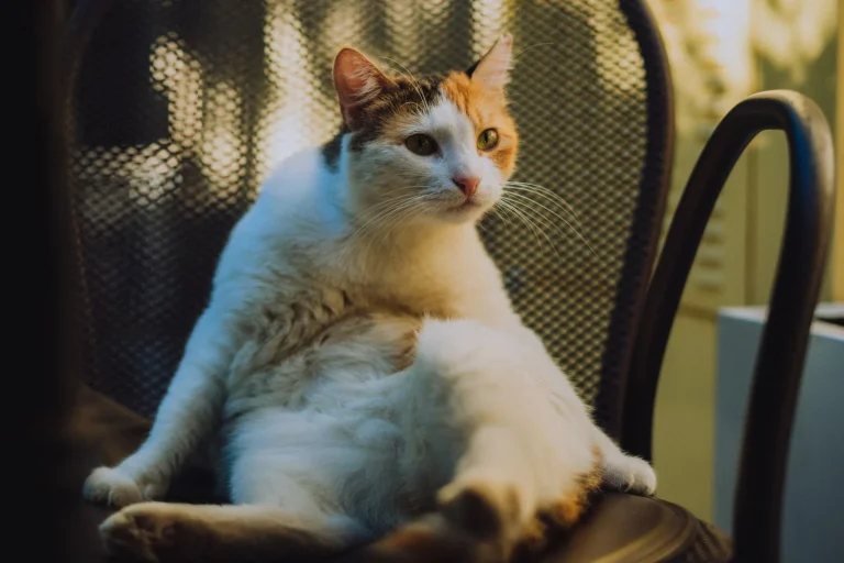 椅子でくつろぐ三毛猫のイメージ