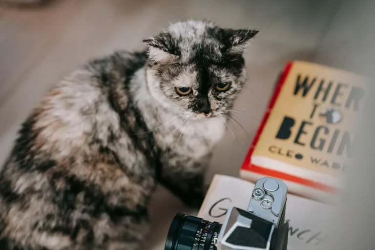 本とカメラのそばで過ごす猫のイメージ