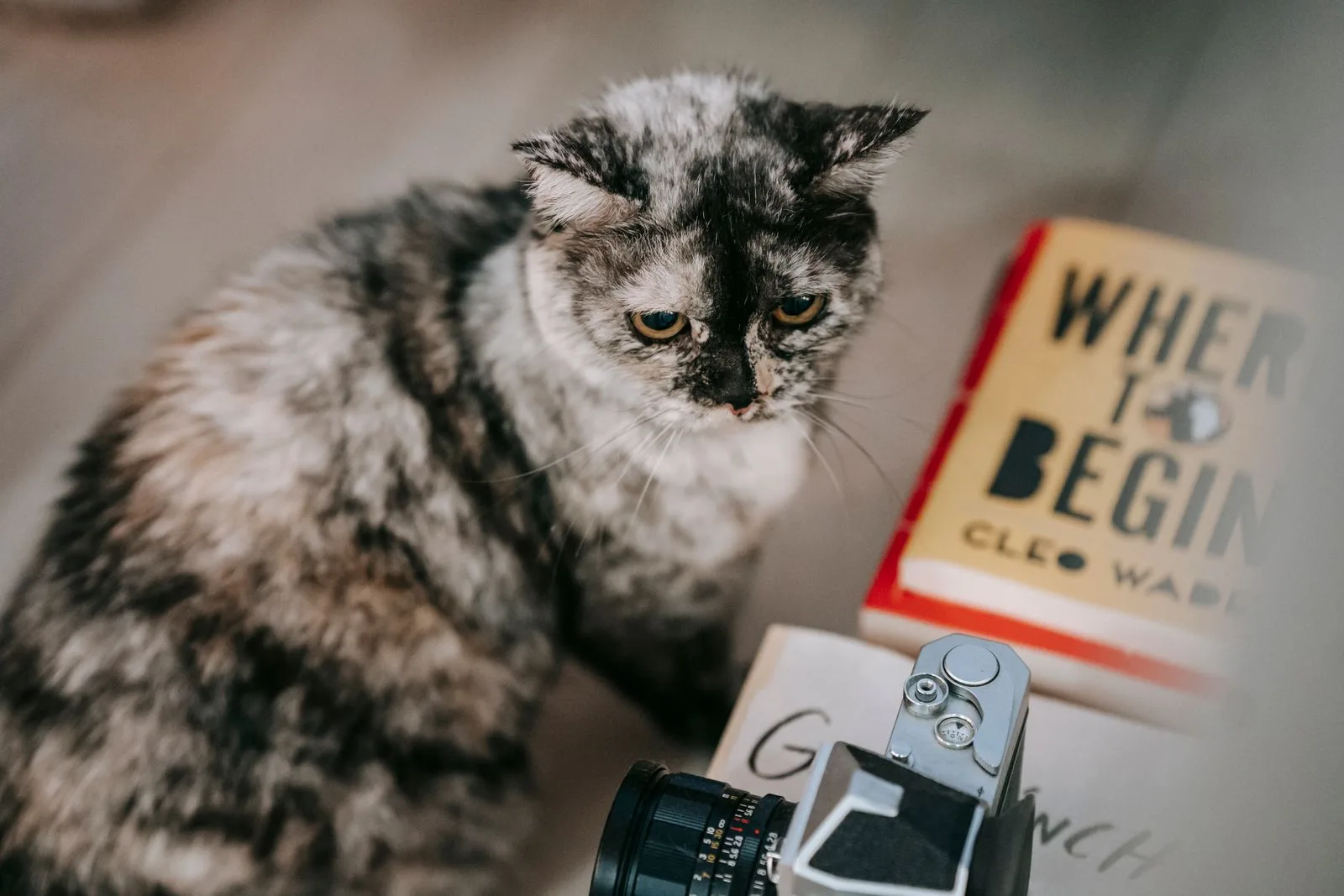 本とカメラのそばで過ごす猫のイメージ