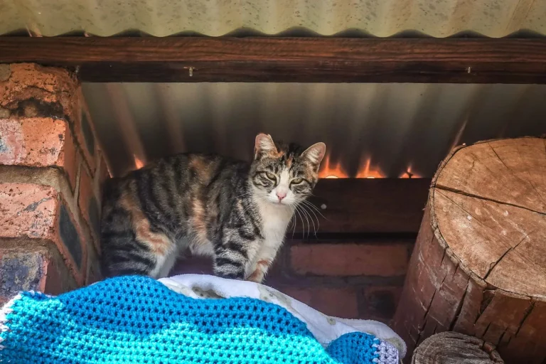 木のある室内で過ごす猫のイメージ