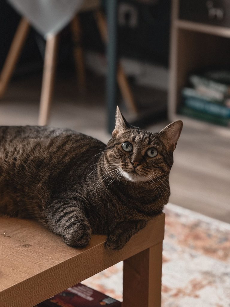 南会津の猫宿を紹介する室内猫のイメージ