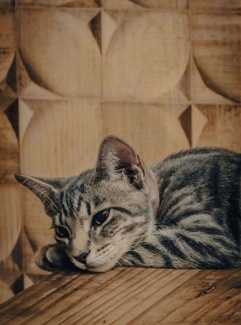 蔵王の猫宿を紹介する猫のイメージ