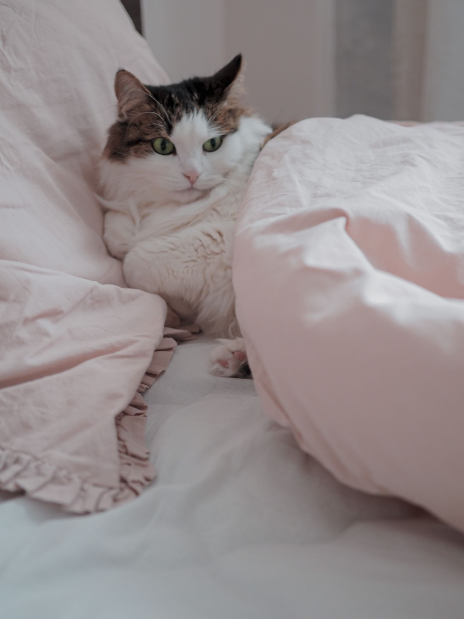 ベッドでくつろぐ長毛猫のイメージ