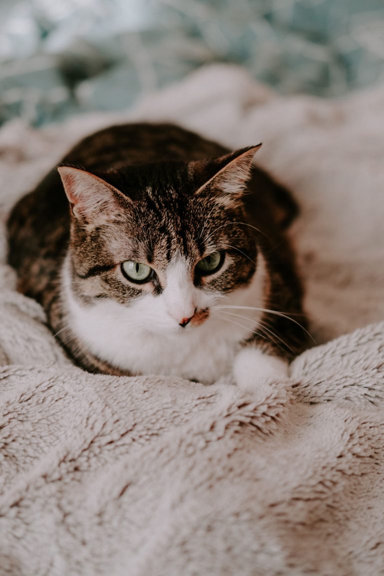 ベッドでくつろぐ猫のイメージ