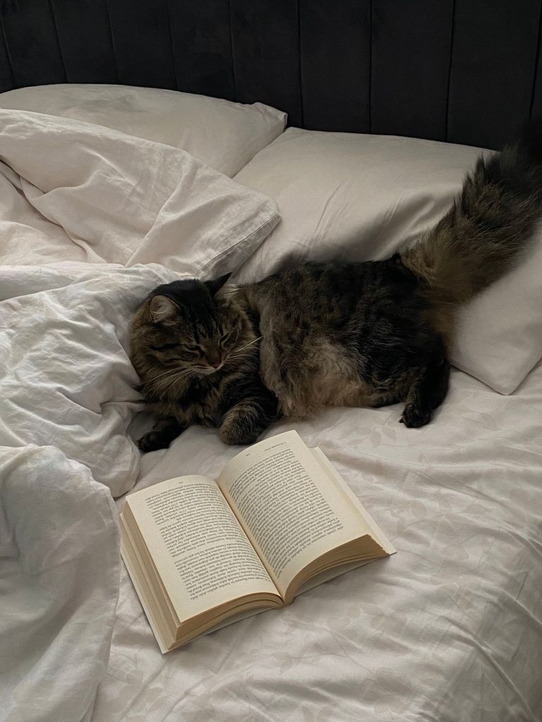 ベッドでくつろぐ猫のイメージ