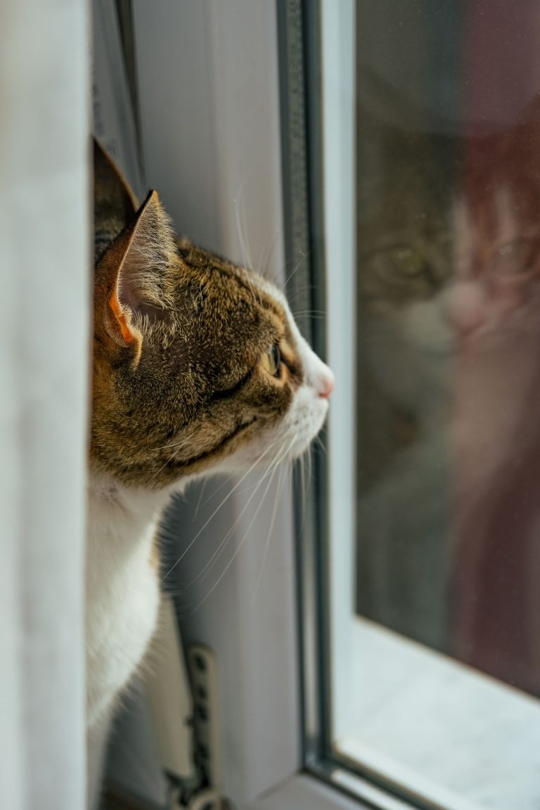 窓辺にいる猫のイメージ