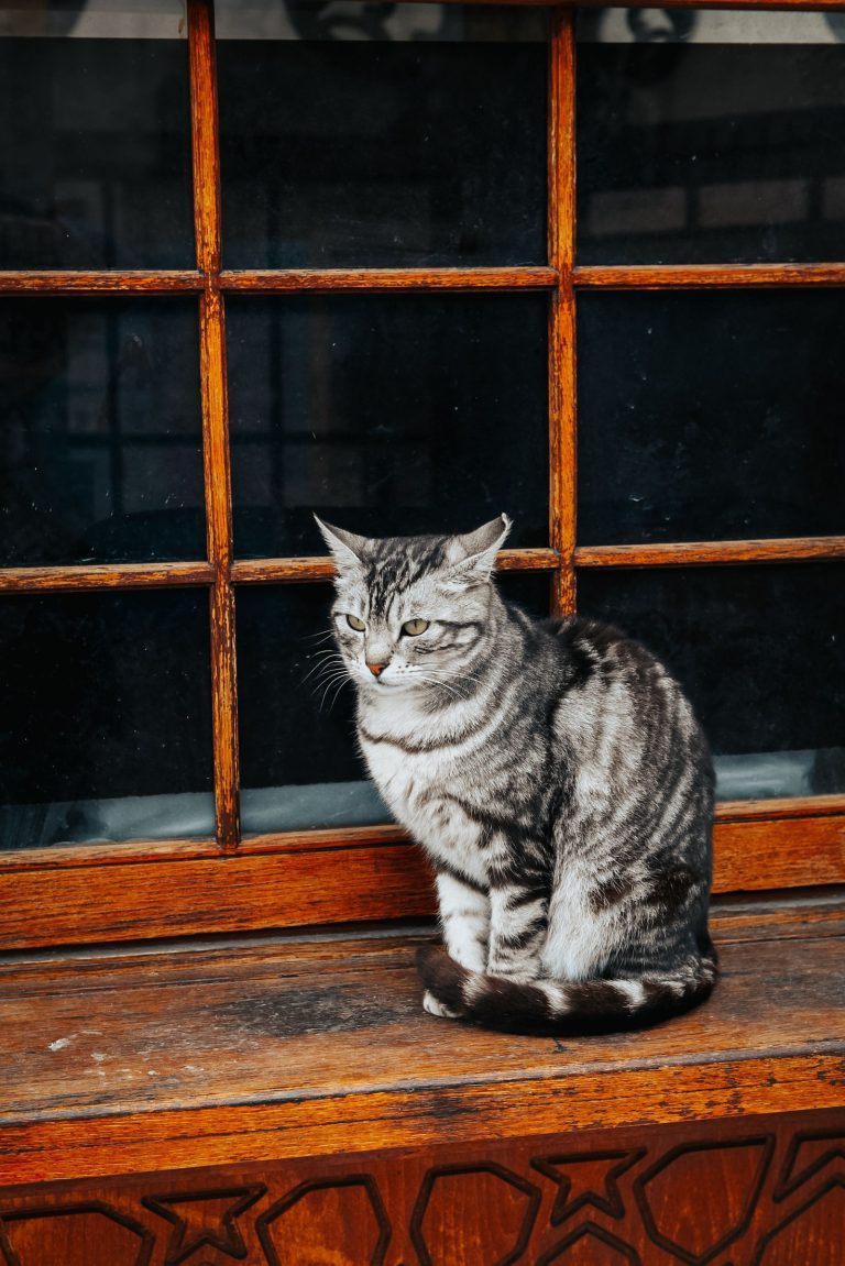 食後に猫と遊ぶ宿のイメージ