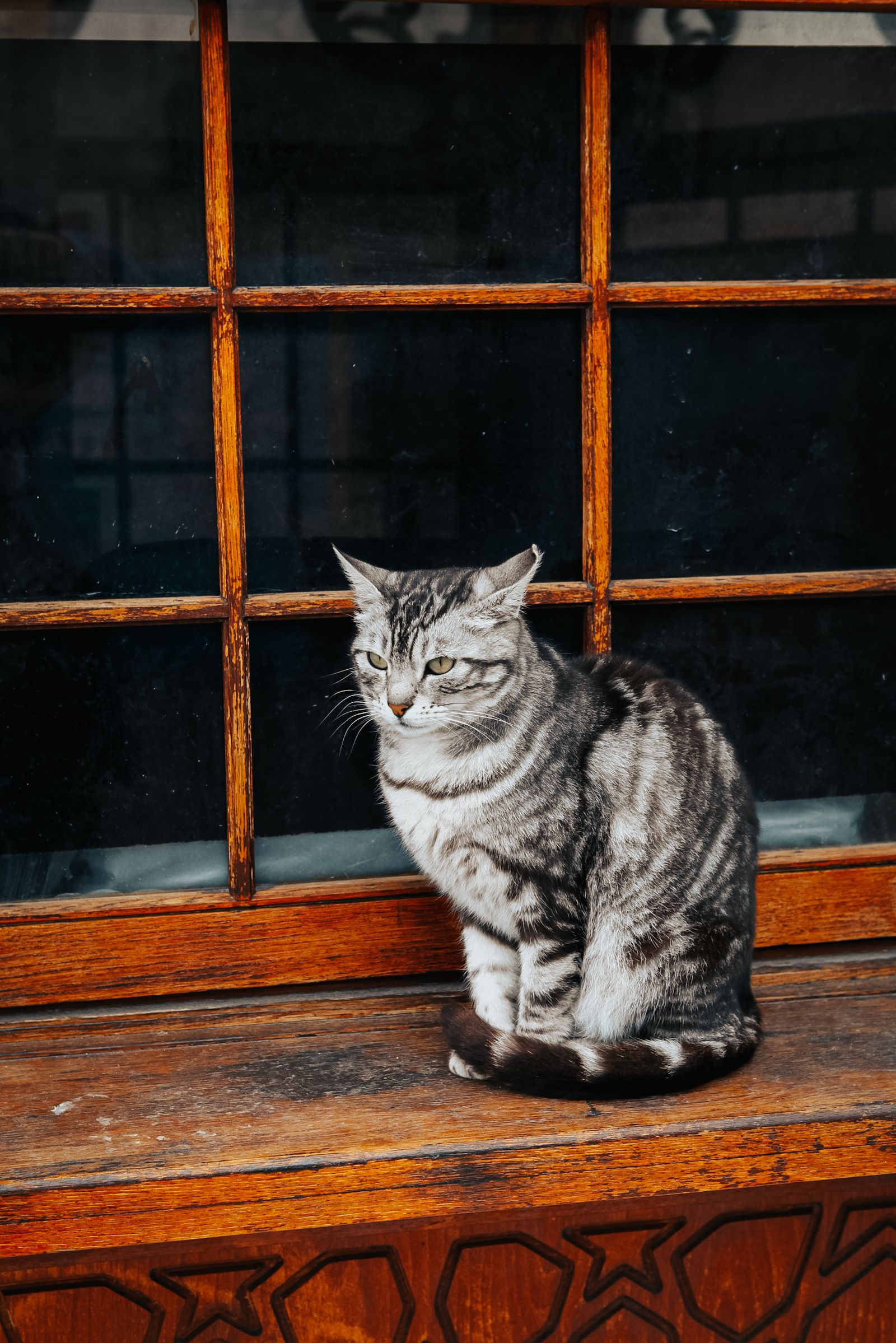 食後に猫と遊ぶ宿のイメージ