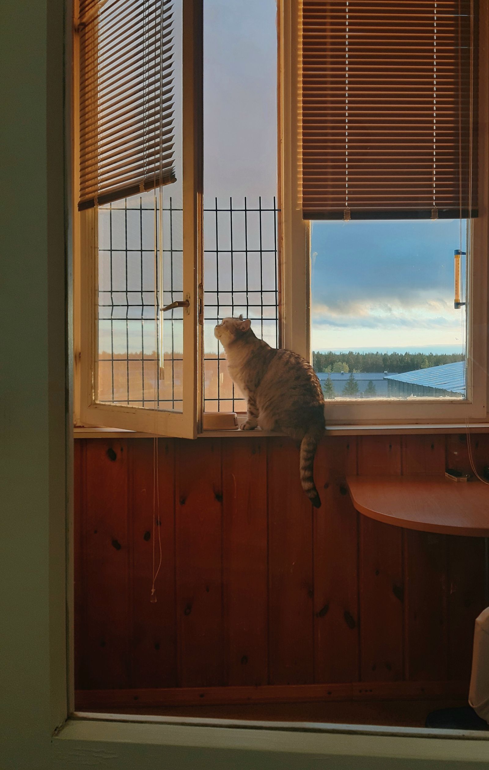 田園を望む窓辺の猫のイメージ