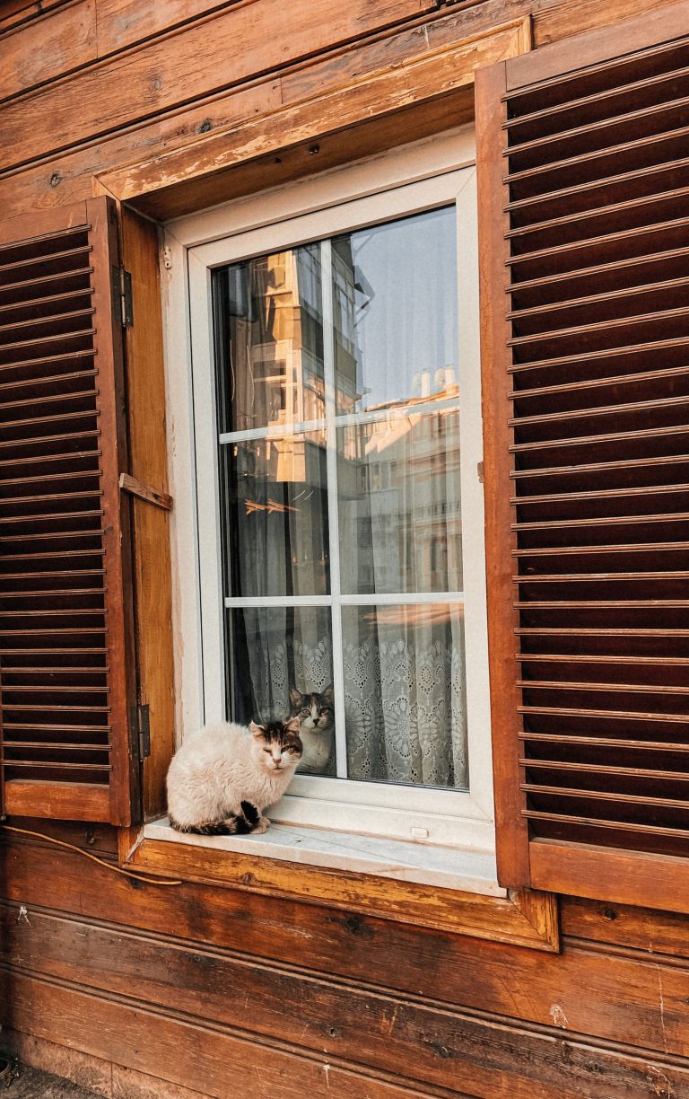 美瑛の一棟貸しで猫と過ごすイメージ