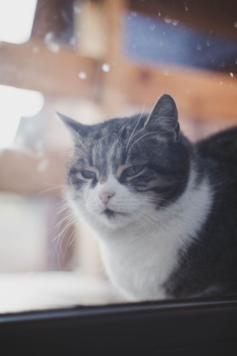 暖かな室内にいる猫のイメージ写真。五右衛門ではありません