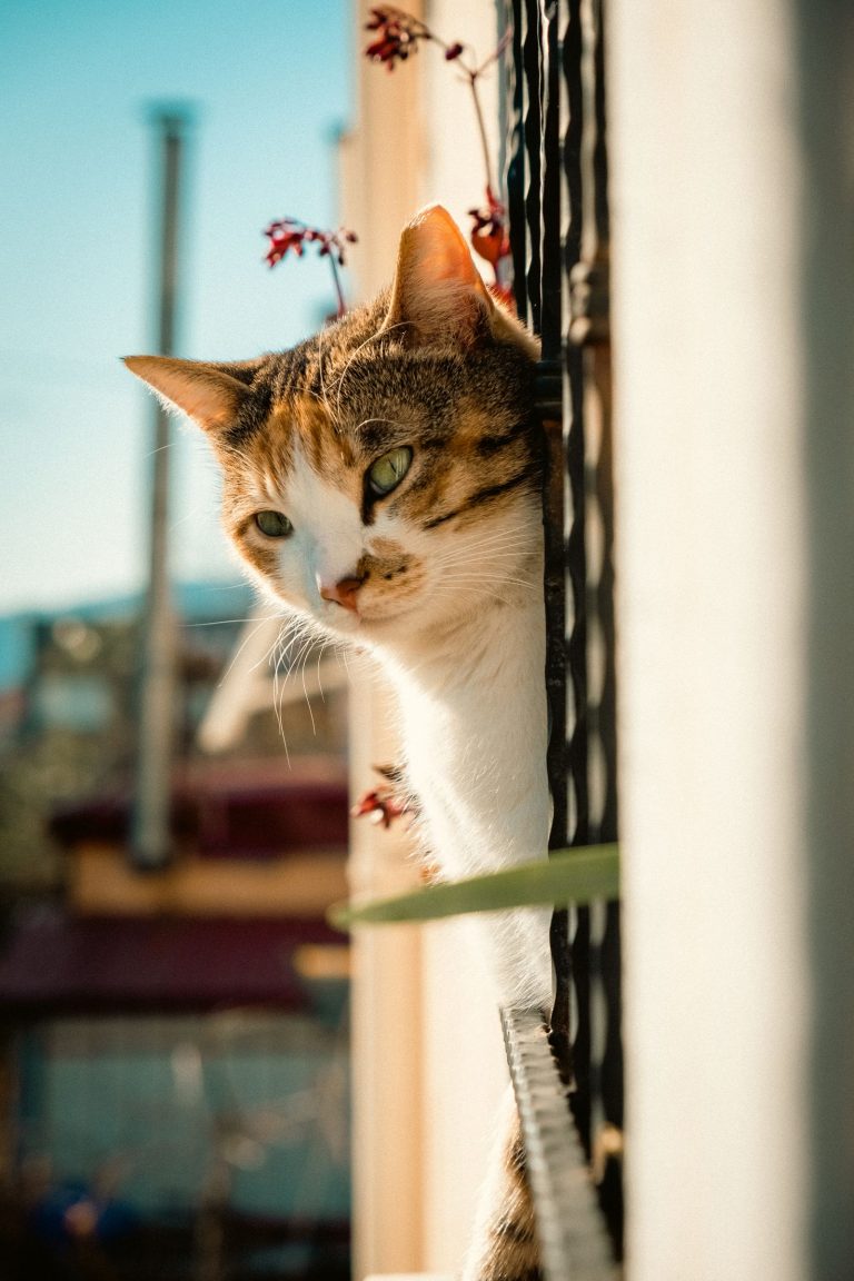 窓から外を見る猫のイメージ