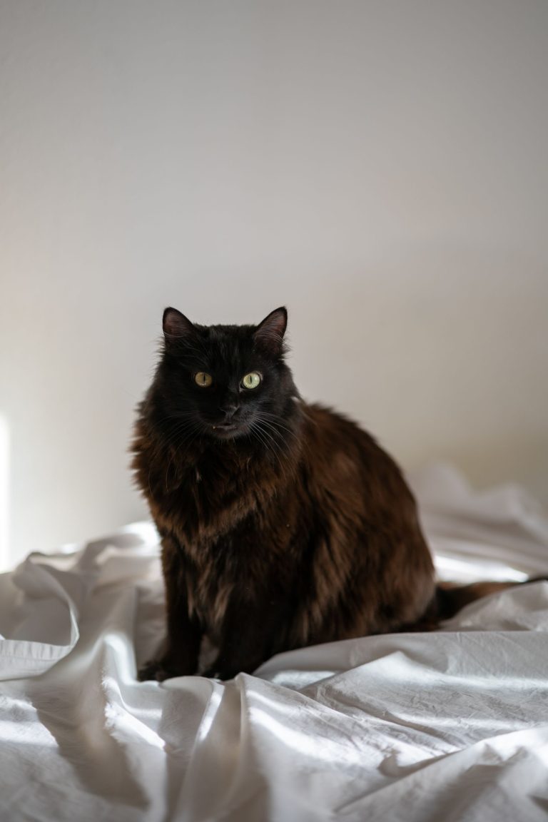 白い寝具の上に座る黒猫のイメージ