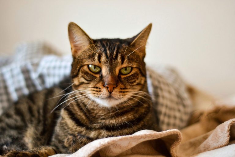 ベッドでくつろぐキジトラ猫のイメージ